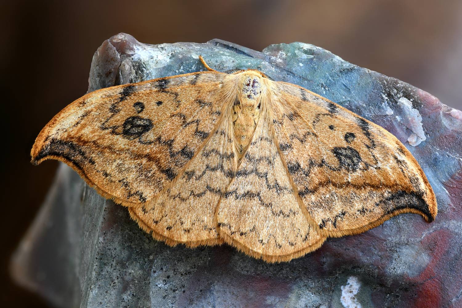 , Антон Финевич