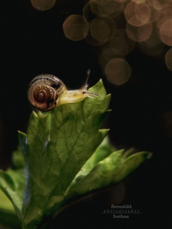 макро,  макро на телефон, macro, macro lens, улитка, низкий ключ, dark photo Знакомьтесь, это Улька! фото превью