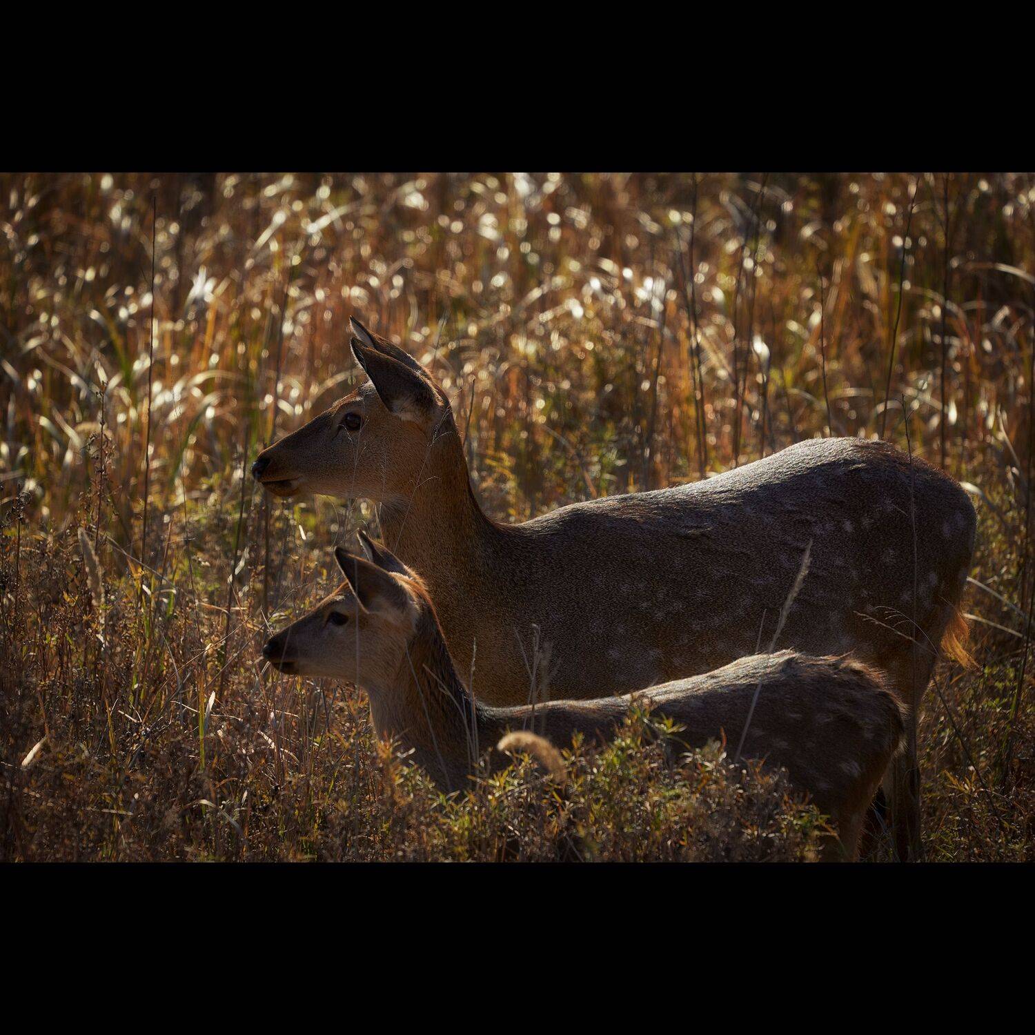 олень, владивосток, осень, приморье, россия, приморский край, море, японское море, закат, кекур, природа, пейзаж, Ivan A. Godovikov