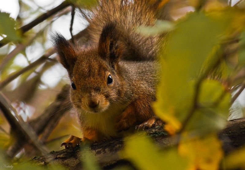 Белка - красавица фото превью