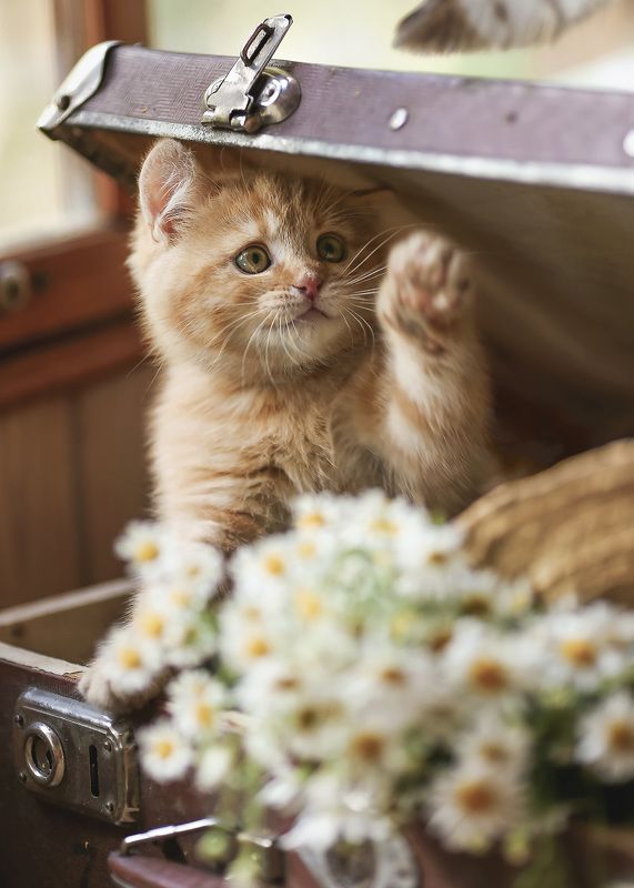 рыжий котенок, чемодан, романтик, ромашки,беларусь, ирина горюкина, лето,домашние животные Чья хвОстя?) фото превью