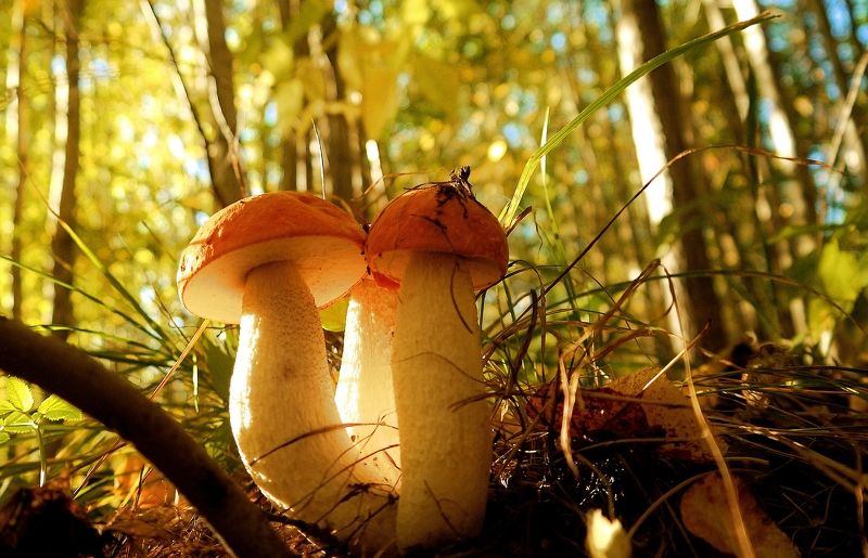 Дело было в сентябре фото превью