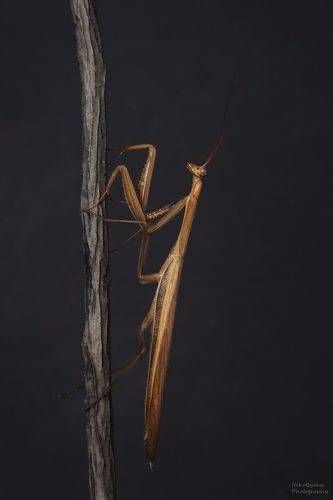 Богомол обыкновенный