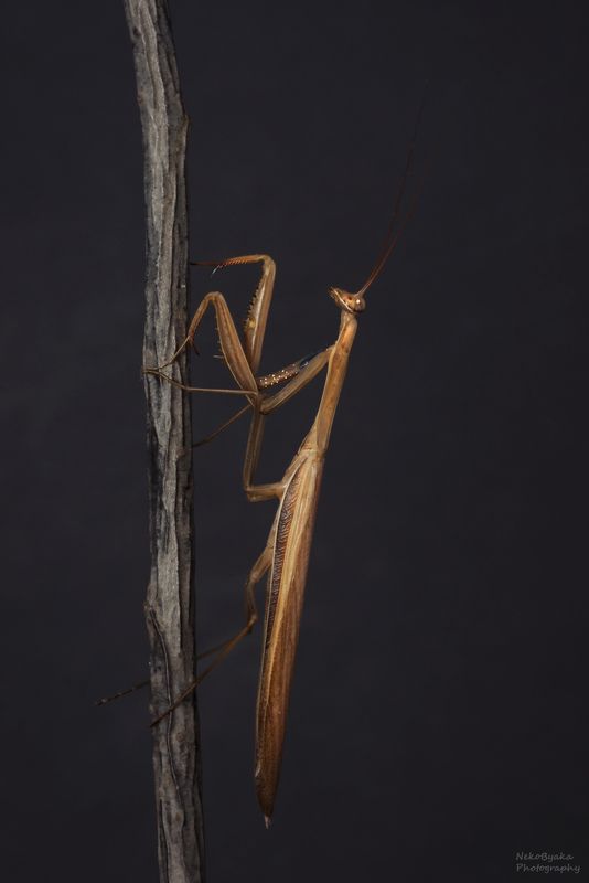 Богомол обыкновенный фото превью