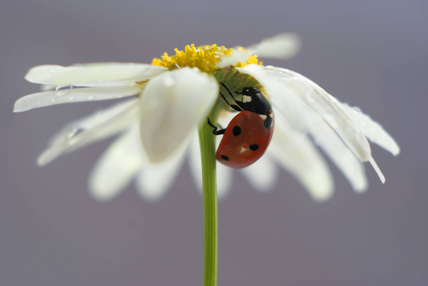 , Мария Александрова