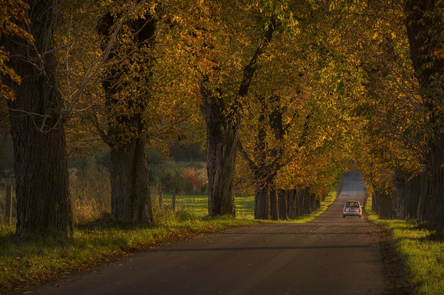 Horizontal  Photography  Autumn  Nature  Road  Tree  Day  Beauty In Nature  Transportation  Leaf  Damian Cyfka  Silesia  Poland  Chestnut  Landscape  Golden hour, Damian Cyfka