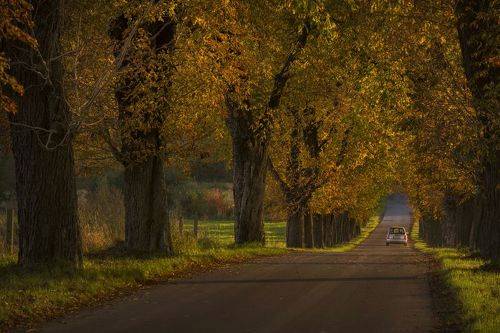 Polish golden autumn