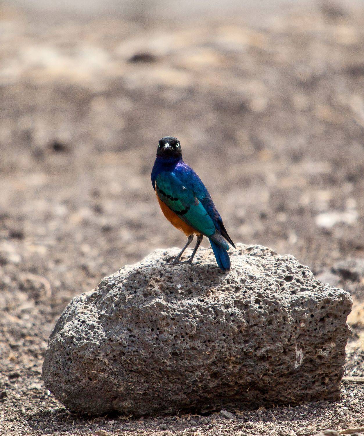 Африканский скворец Кения сафари, Lilia Tkachenko