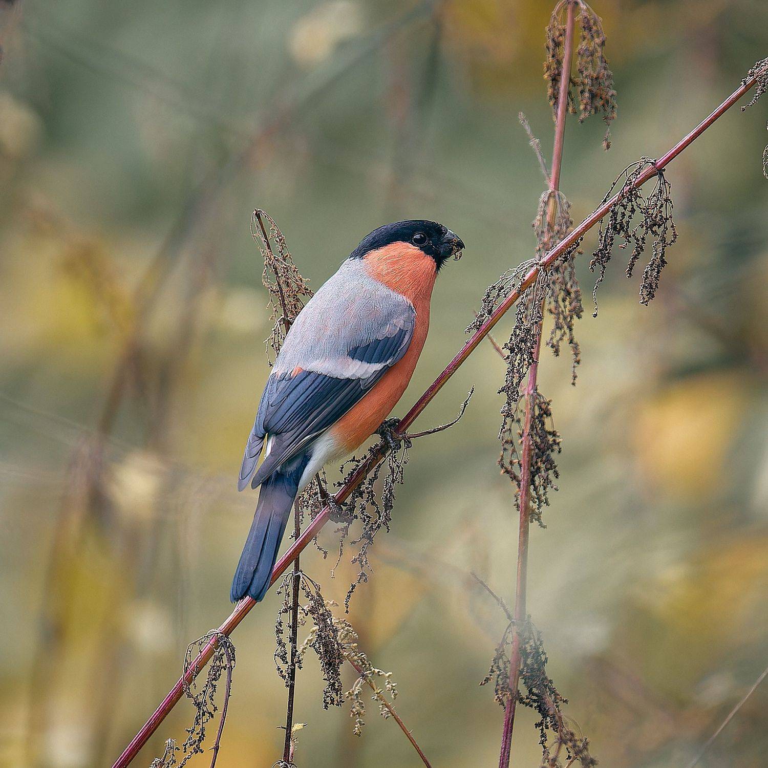 снегирь, Mikhail Khmelevskiy