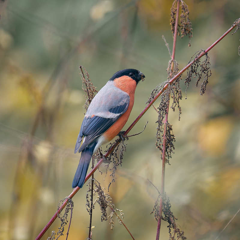 снегирь Снегирь фото превью