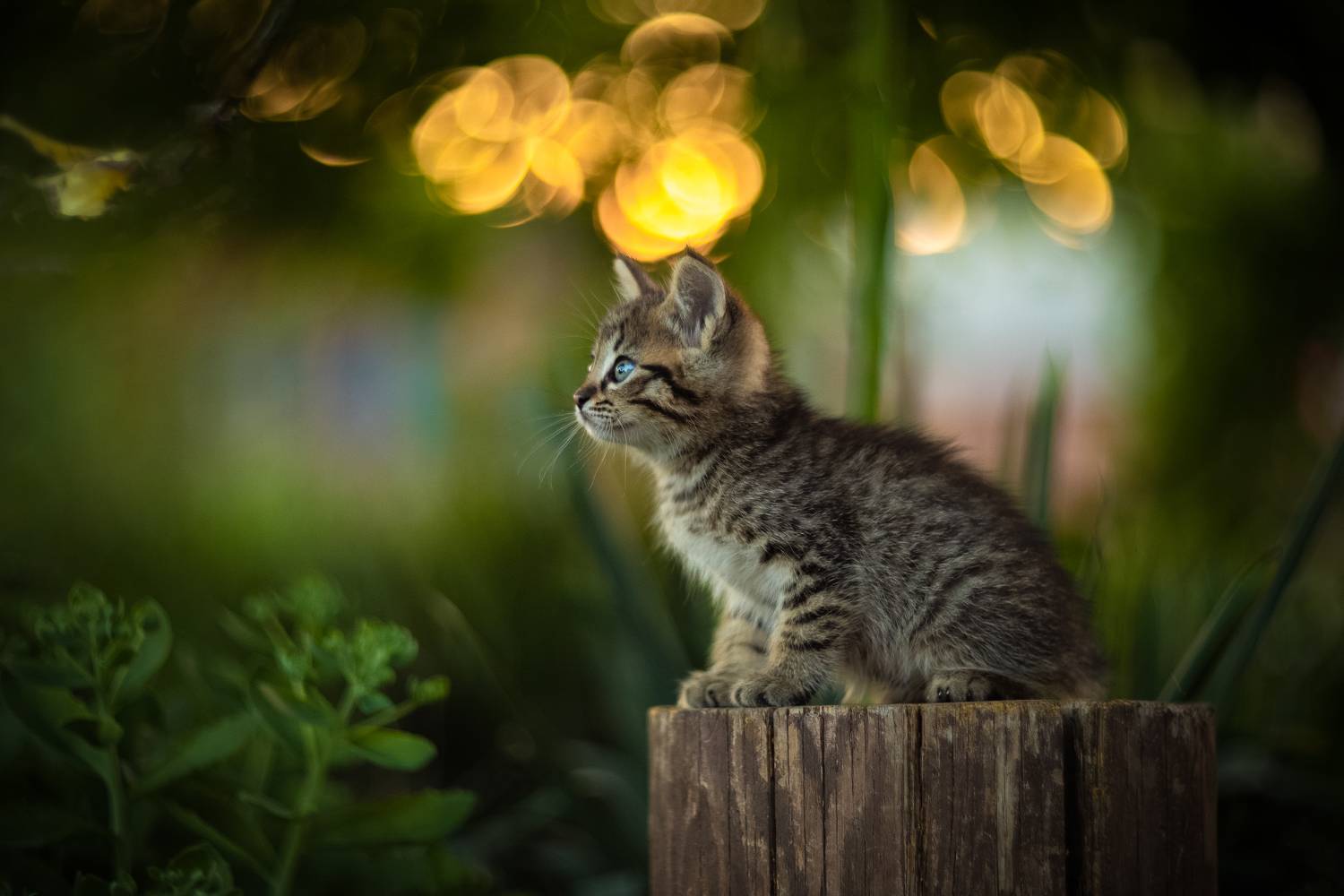 , Коротун Юрий