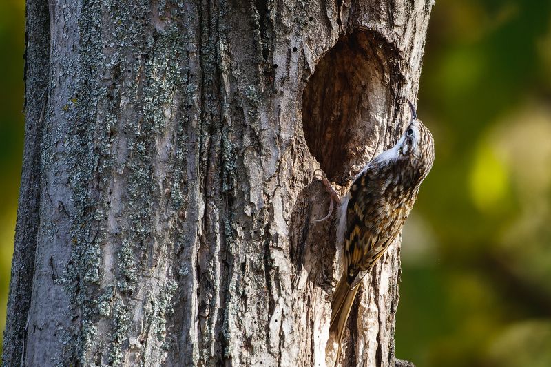 пищуха, птицы, certhia familiaris, дупло Приключения пищухи фото превью