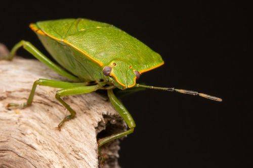 Green stink bug