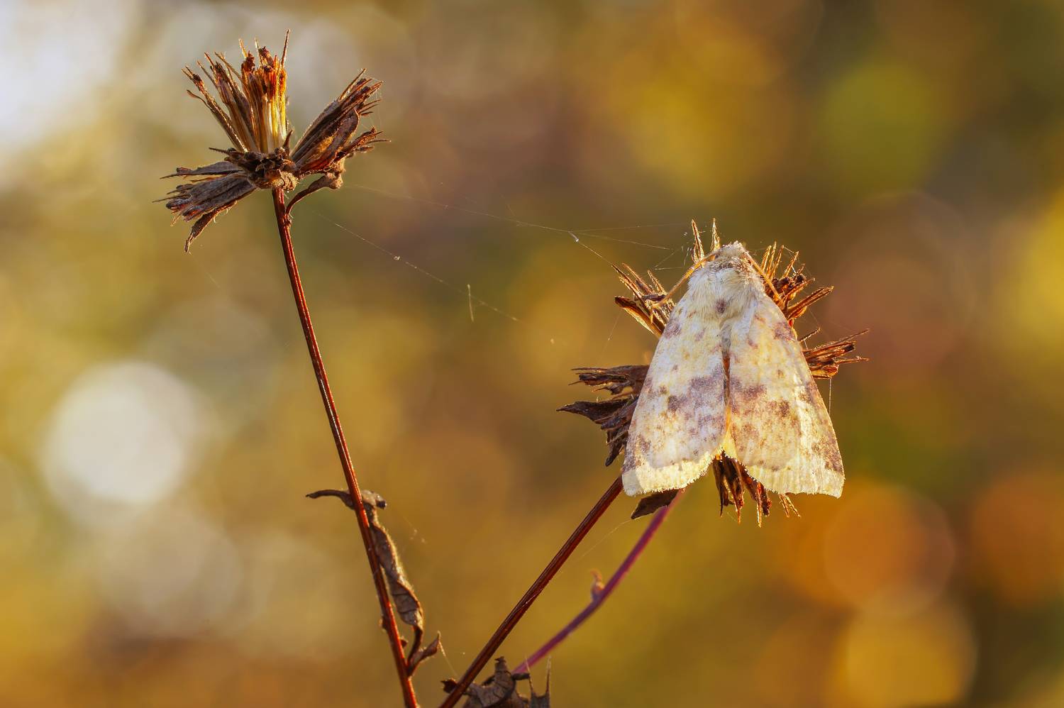 , Чепленко Алексей