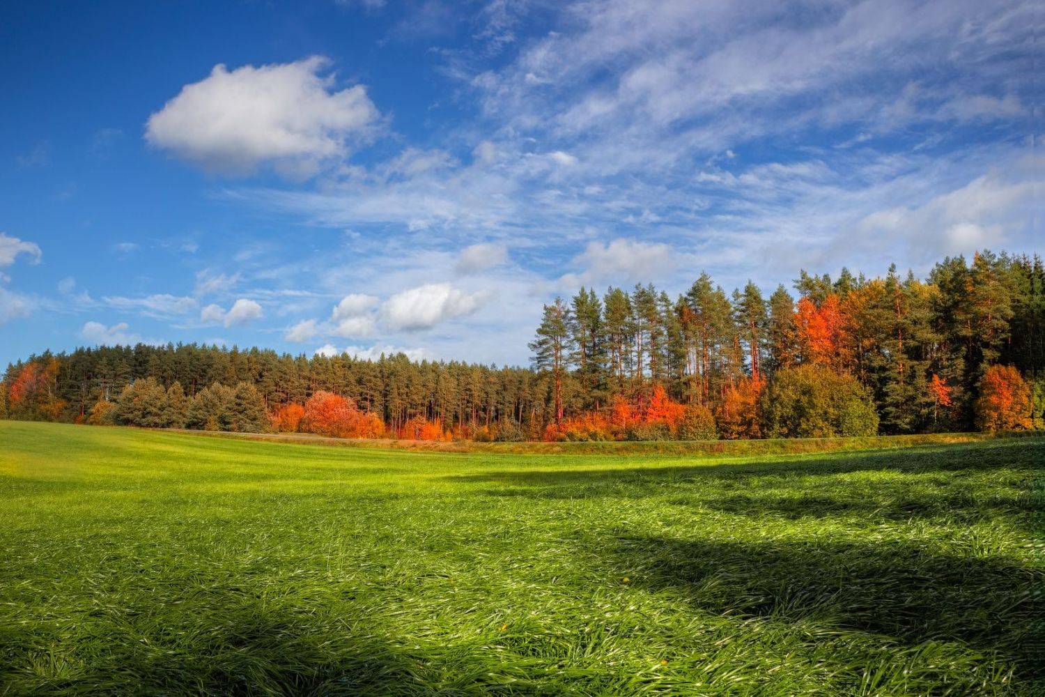 осень, день, поле, лес, небо,, Сергей Шабуневич