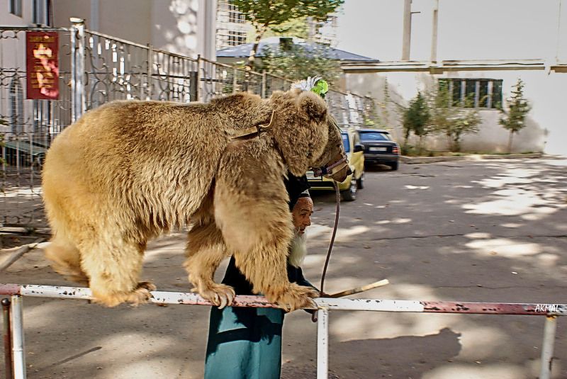 Мои любимые работы…Старик и Маша. Душанбе. Нет уже кинотеатра «Джами» возле которого я сделал этот снимок, нет дедушки Талабшо и его медведицы Маши… Время неумолимо … Душанбе.Таджикистан Фотография участница моей персональной выставки  в Государственном М фото превью