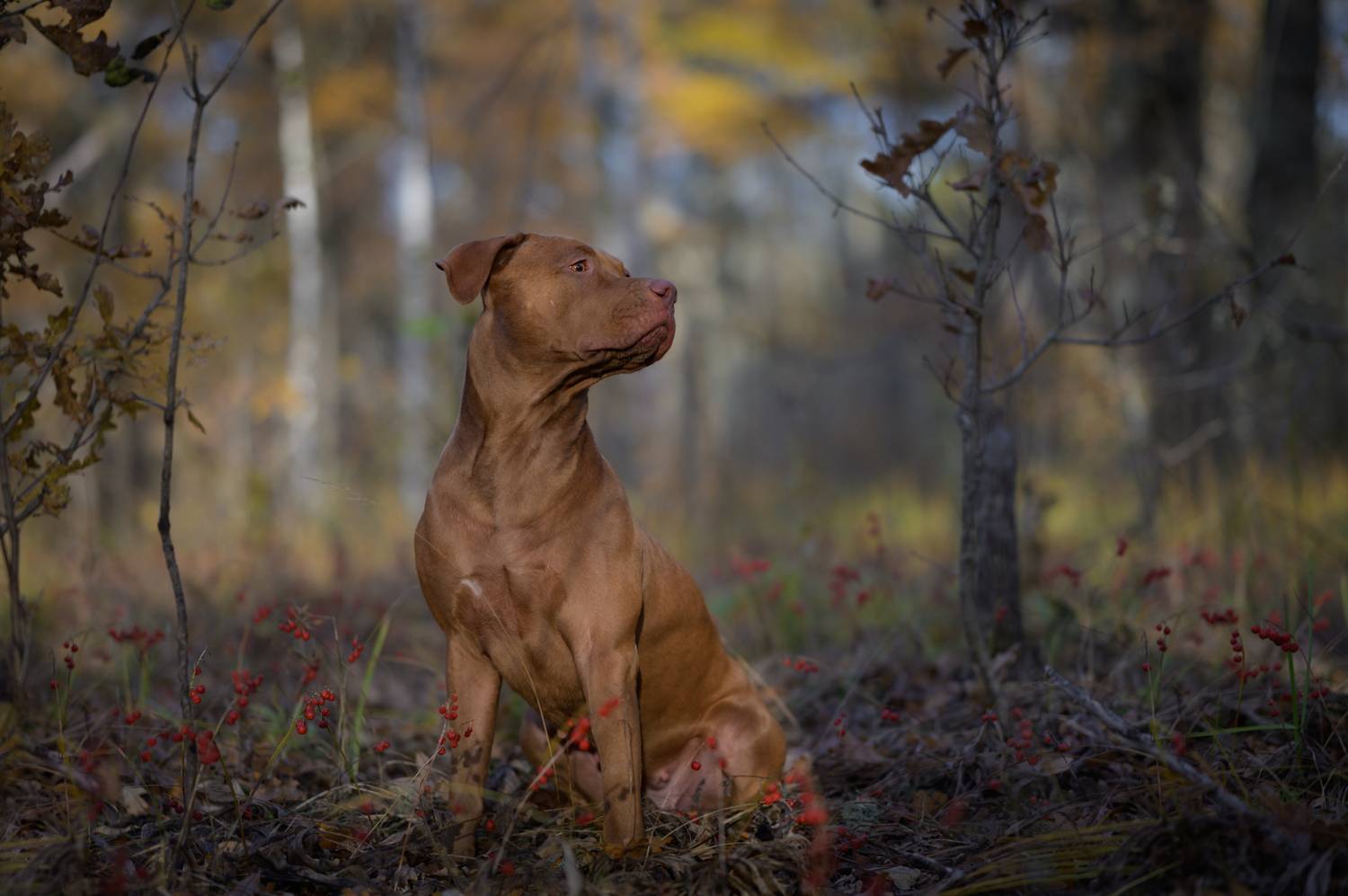 , Фабричный Роман