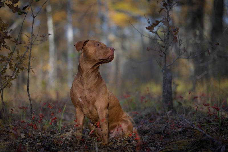 В ландышах фото превью