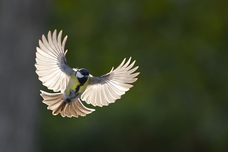 Большая на рассвете фото превью