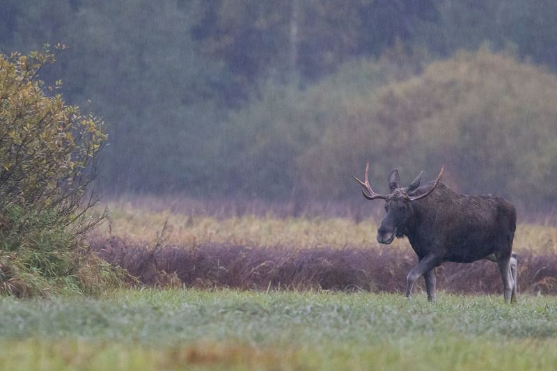 ssaki,las,przyroda,puszcza białowieska,fauna,natura,flora Łoś фото превью