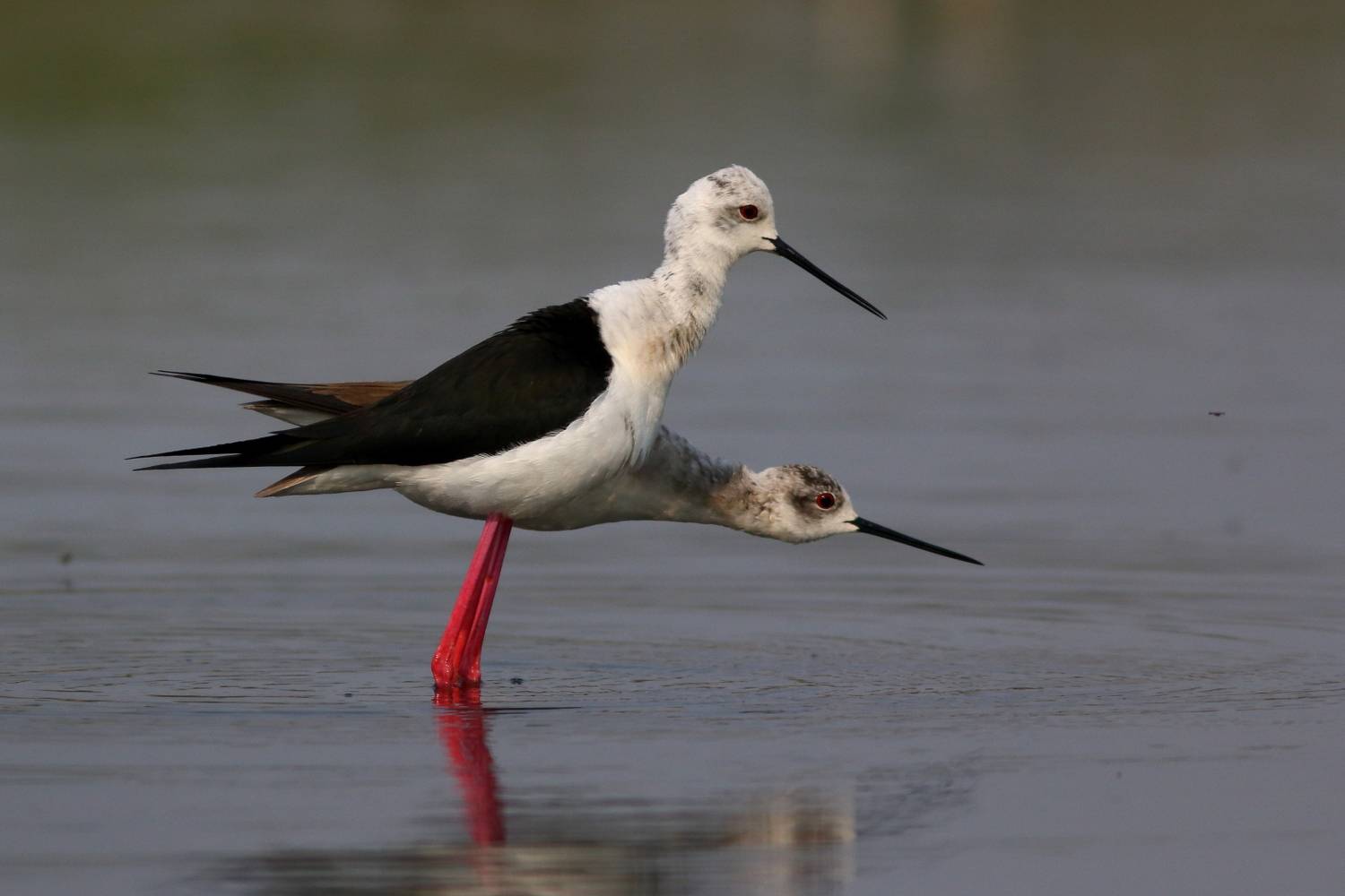 животные, природа, птицы, кулики, ходулочники, анималистика, Владимир Шебаршенко