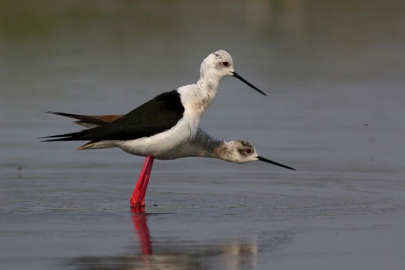 животные, природа, птицы, кулики, ходулочники, анималистика Тик-так фото превью