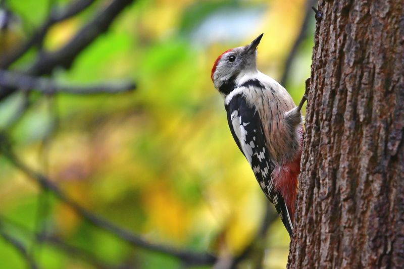 Woodpecker.. фото превью