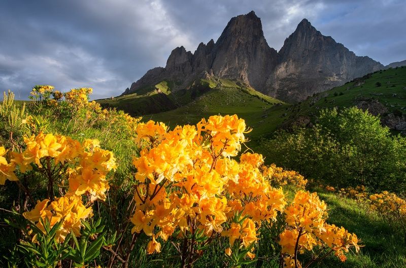ингушетия, цей-лоам, родендрон, горы Цветение родендронов фото превью