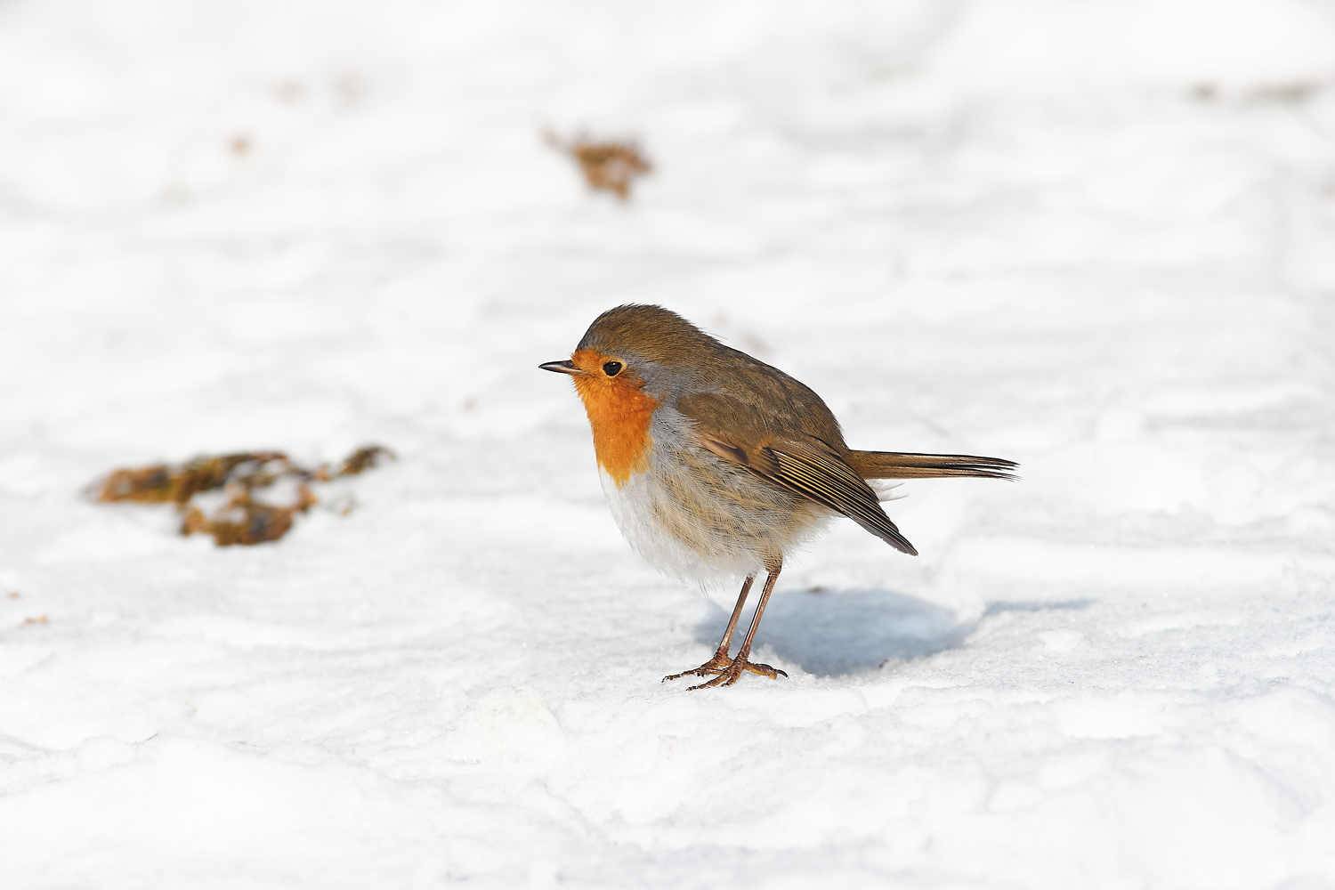 volgogad, russia, wildlife, bird, birds, birdswatching, volgograd, russia, wildlife, Erithacus rubecula, , Сторчилов Павел
