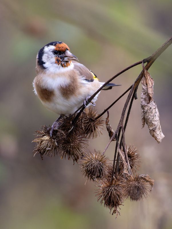 щегол, птицы, фото птиц Щегол. фото превью