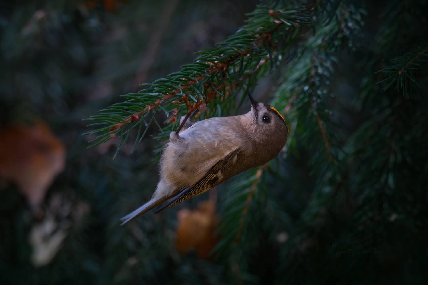 природа, лес, поля, огороды, животные, птицы, макро, Посевич Дмитрий