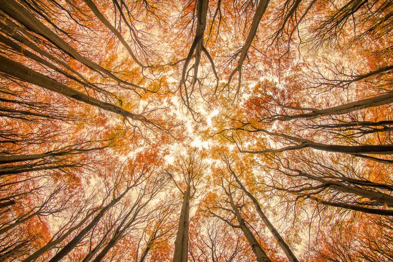 Autumn beeches фото превью