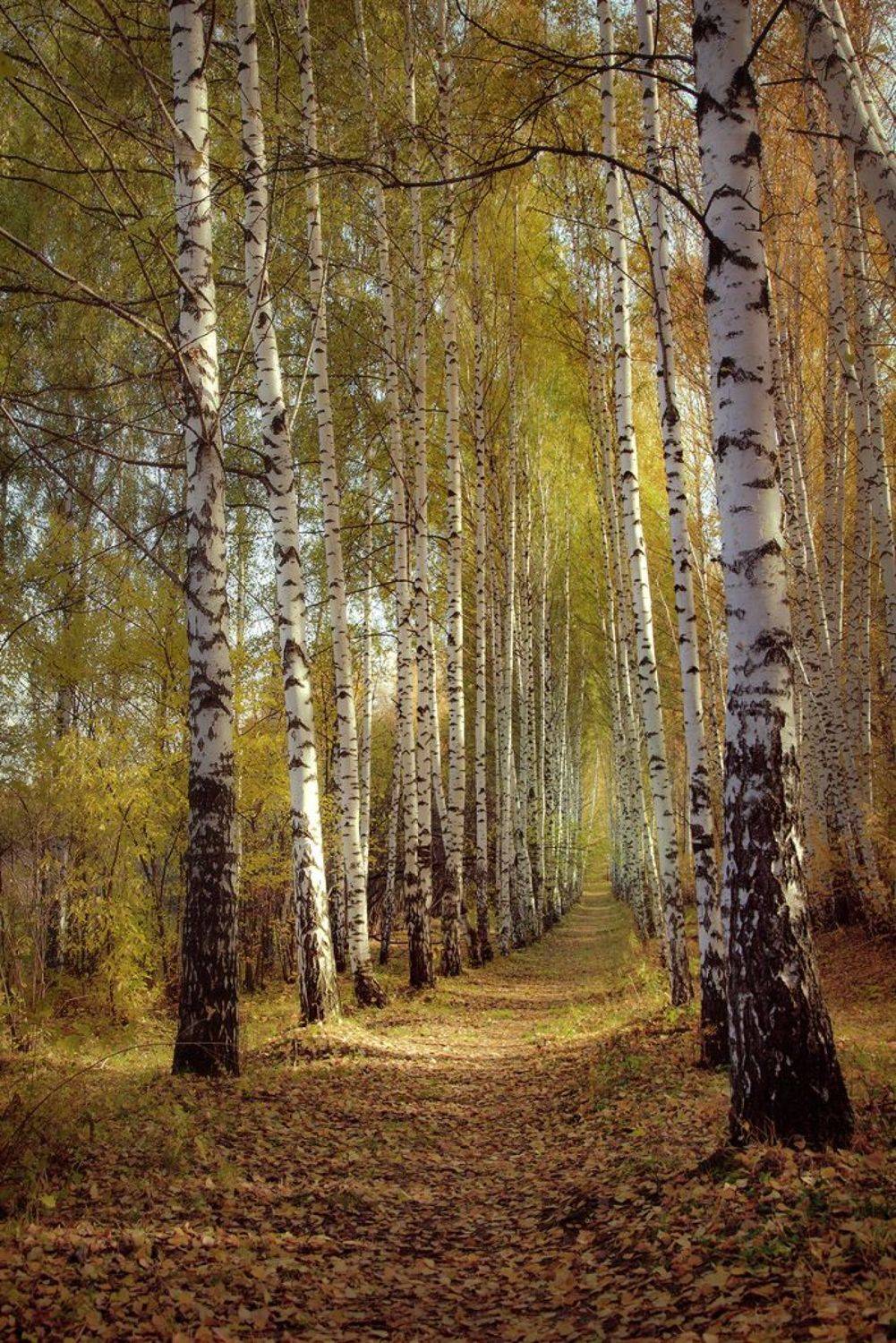 , Алексей Хахлов