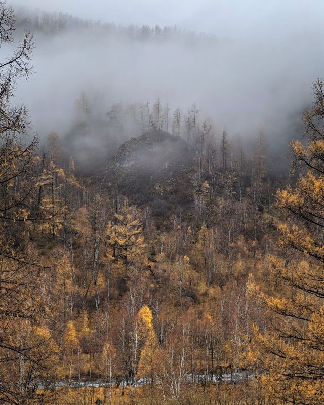 Осенняя тайга фото превью