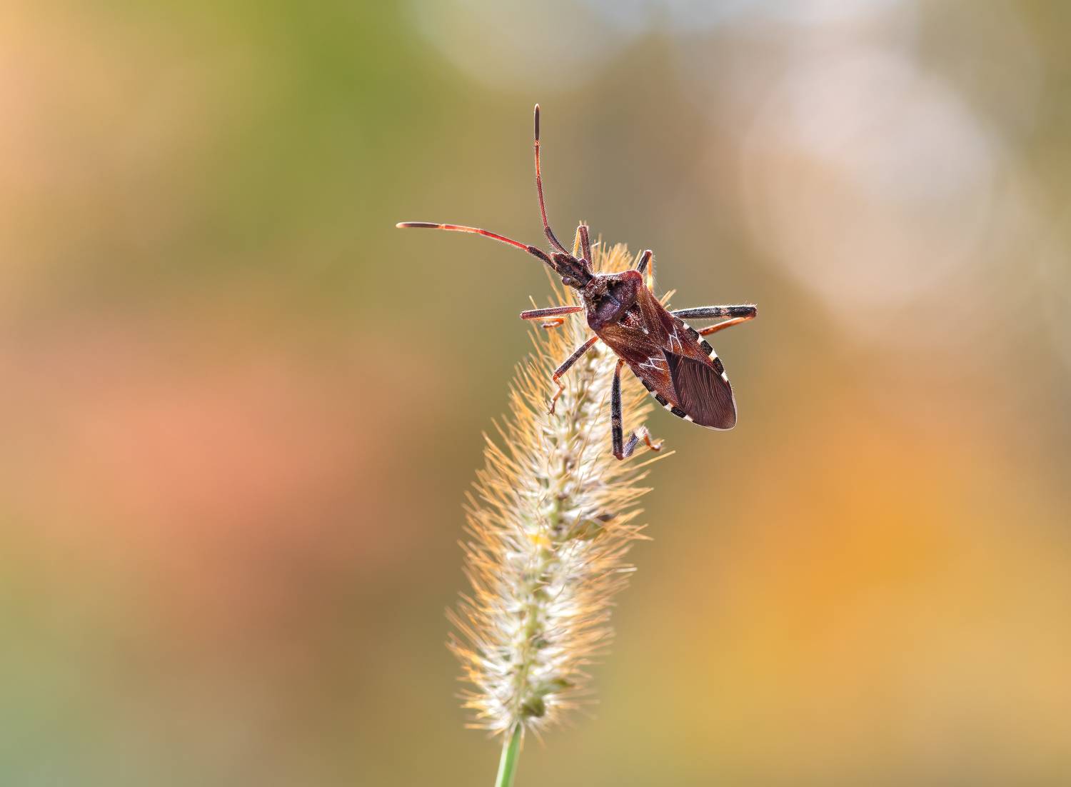 beetle, insect, fall, autumn, stink bug, macro, leaves, season, seasons, camouflage, camouflaged,, Atul Saluja