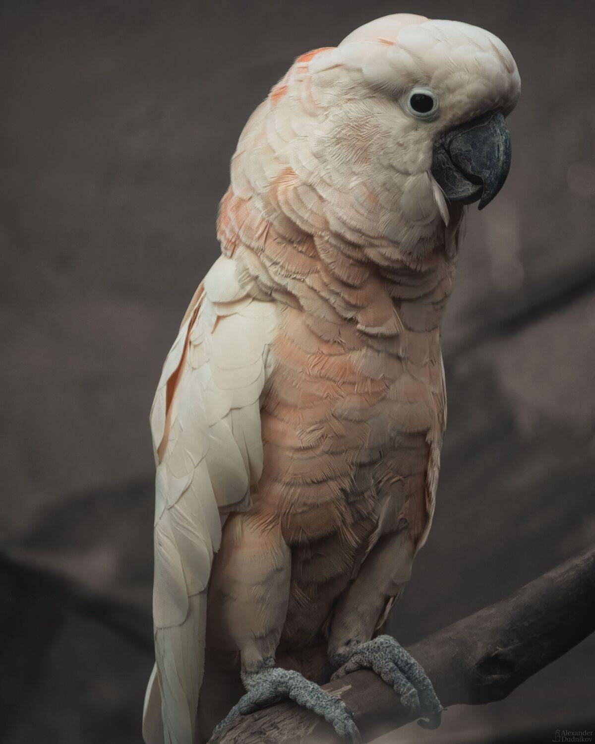 животные, птицы, попугаи, какаду, портрет животного, animals, birds, animal portrait, aves, parrot, cockatoo, Дудников Александр