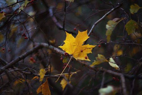 Любимая дождливая осень