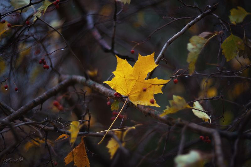 осень, дождь, листья, клен, природа, лужи, капли Любимая дождливая осень фото превью