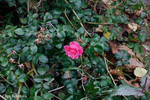 Маленькая осенняя розочка