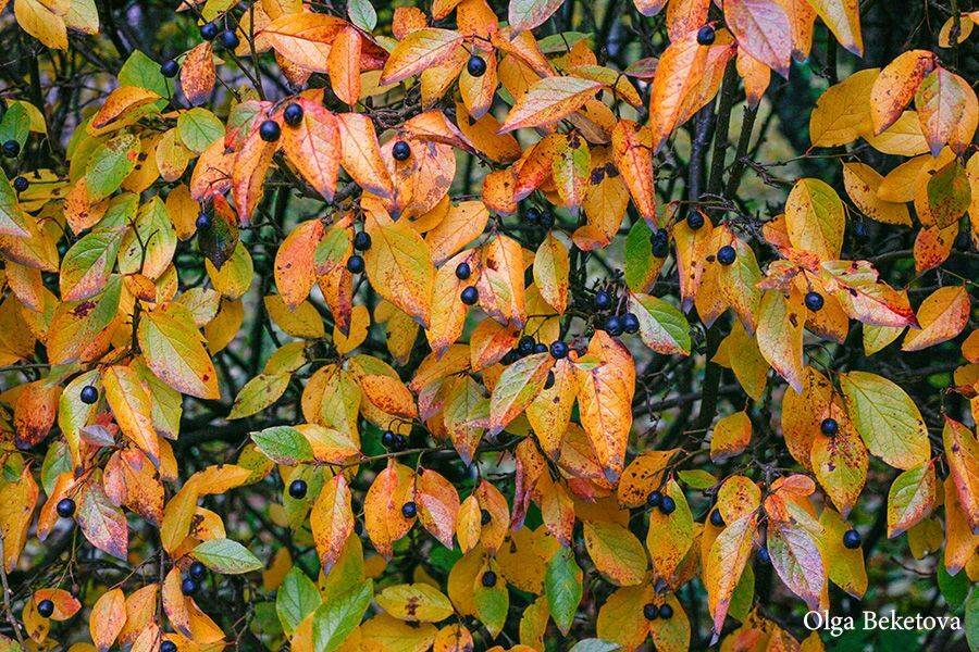 осень, золото, листья, Бекетова Ольга