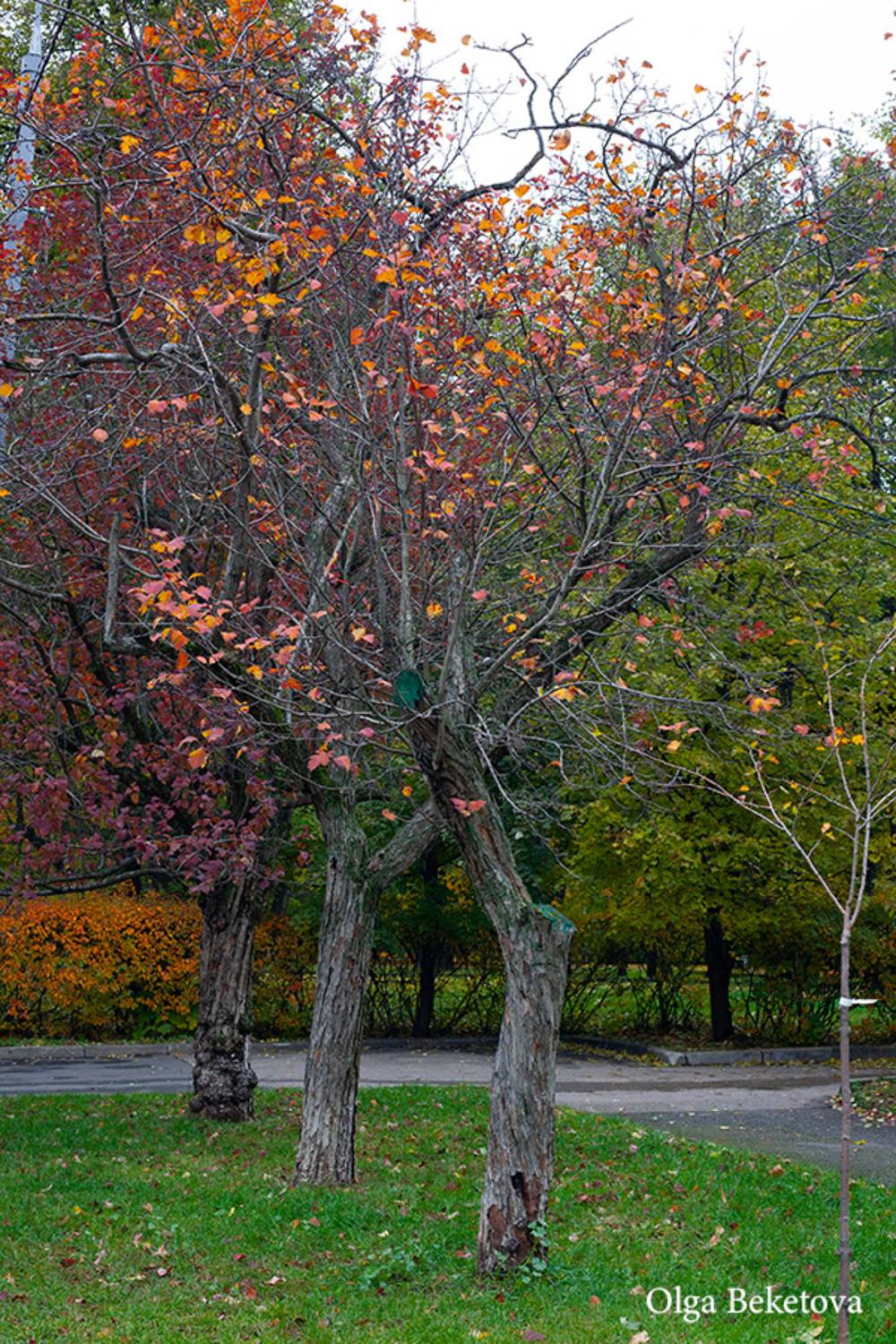 осень, деревья, листья, Бекетова Ольга