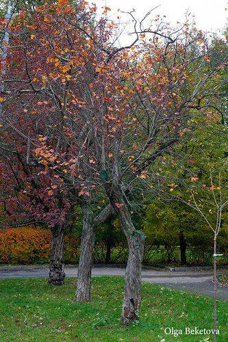 Последние красные листья