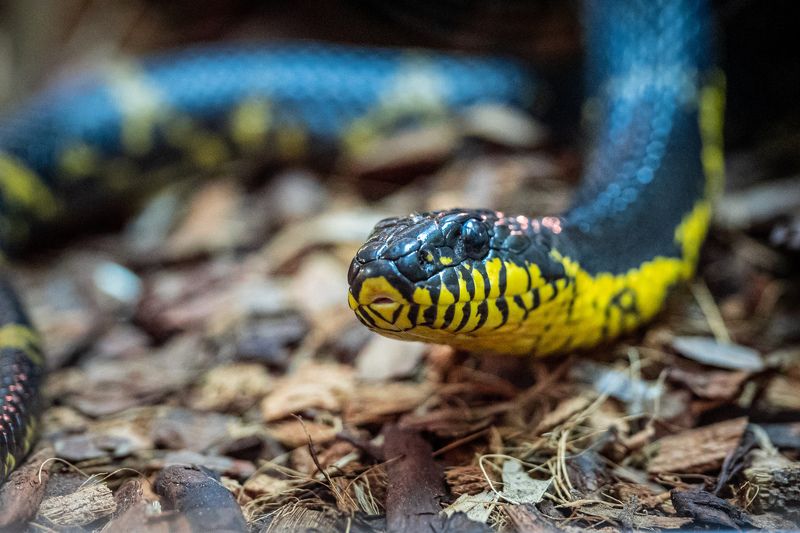 змея  фото превью