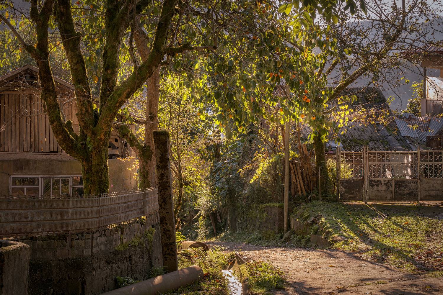 kapnistavi, village, street, plants, persimmon, green, trees, houses, moss, water, stream, nature, landscape, scenery, travel, outdoors, georgia, adjara, sakartvelo, chizh, Чиж Андрей
