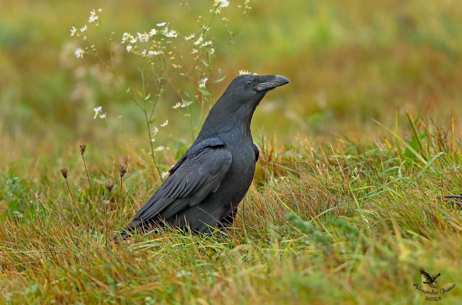 , Гусар Александр