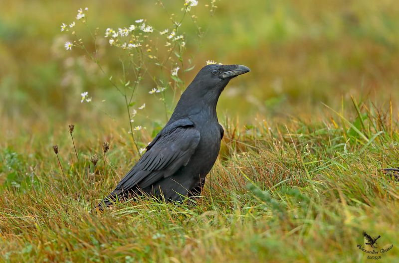 Гордый ворон. фото превью