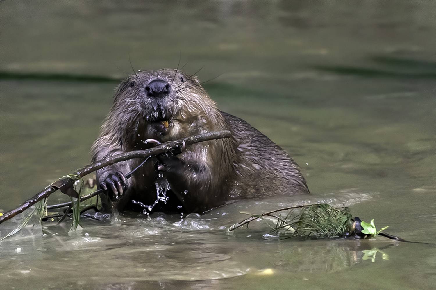 бобр, река, течение, еда, Сытина Наталия