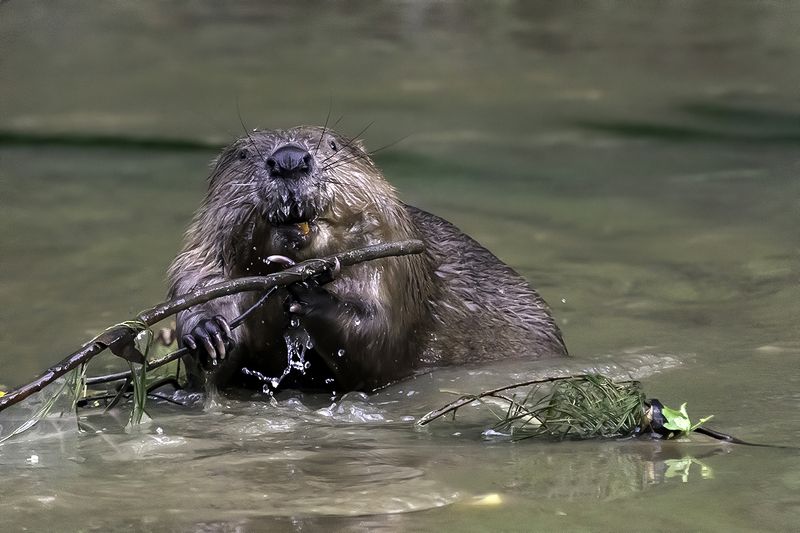 бобр, река, течение, еда Бобр за обедом фото превью