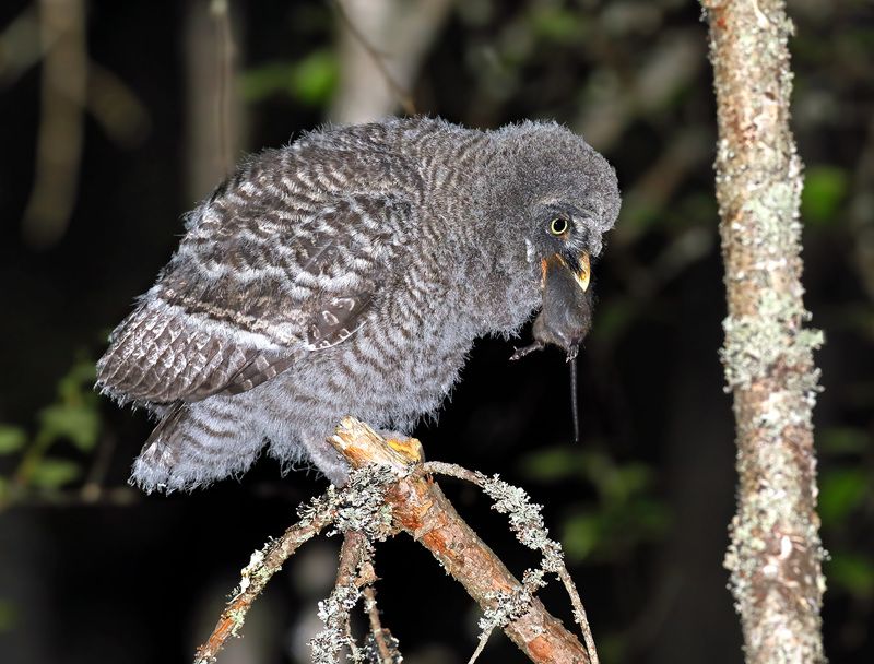 Большому куску и рот радуется… фото превью