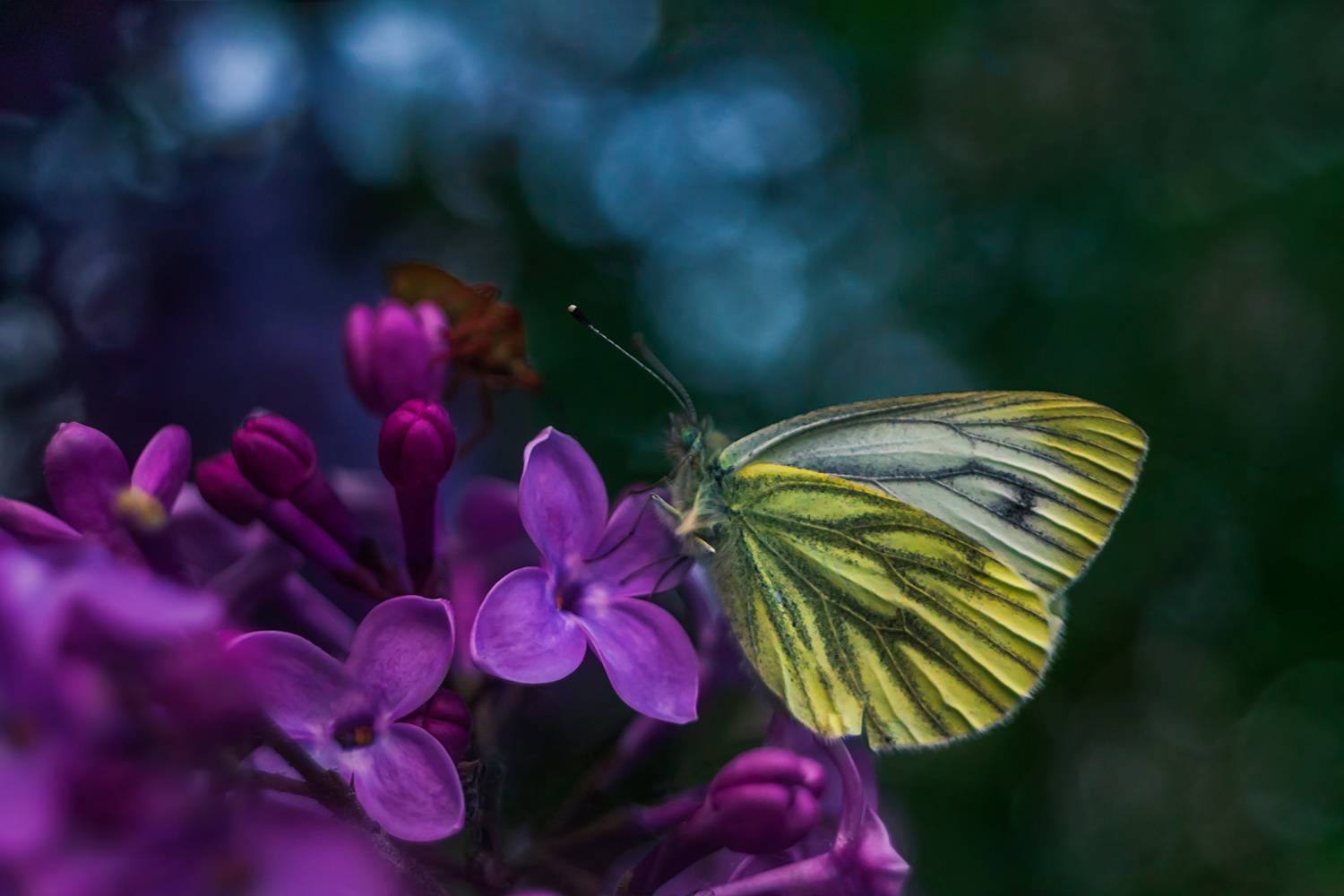 лето, сирень, бабочка, Алёна Сурнина